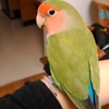 コザクラインコのキキも2歳になりました