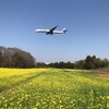 成田空港 空の駅さくらの山はまだ蕾