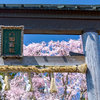 京都・京北 - 上中町の八幡宮の枝垂れ桜