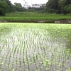 台風ですか？