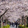 小田原城の桜は「おでんサミット」と今年も同時期かなぁ。