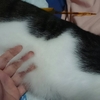 猫がハブに噛まれた時の記録