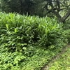 先日刈り残していた斜面の草刈り