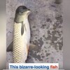 中国: 奇妙な頭の魚とか海の生き物が空から落ちて来たり