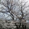 まれが通う高校も桜満開(^^)