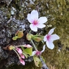 水月公園の桜