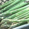春の味覚　アスパラガスの収穫（熊本）  