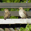 11  House Sparrow