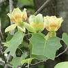 雨の上がった牧野ヶ池