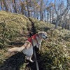 膝に「ん？」を抱えつつ…日光の社山まで紅葉散策