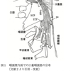 ヒト口蓋咽頭筋の形態的・機能的意義を考える 