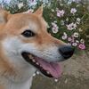 今週末が見頃！首都圏最大級！鴻巣市コスモス祭り 毎日ご飯