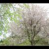 山間のしだれ桜