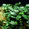 Bucephalandra sp"彩雲" from Kapuas【AZX0420-12】