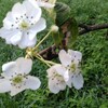 梨の花の狂い咲き