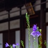 京都・洛中 - 相国寺大光明寺の枯山水に咲く桔梗