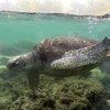 八景島シーパラダイスのコツメカワウソのかわいすぎる〇〇を激写！　ウミガメもいるよ【八景島シーパラダイス⑥】