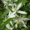 【植物の花の写真】センニンソウ；鹿児島市；2018年09月16日（日）