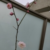 ニワウメと桜の開花