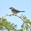 労働公園の野鳥を紹介（２０２０　０５２０）その１。