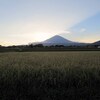 収穫が始まる富士山麓