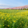 今年の幸手権現堂は菜の花がイマイチ