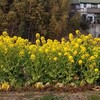 手賀沼通りの菜の花畑