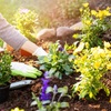 DIYで庭づくり！砂質を土壌改良して緑の植栽へ！