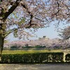 桜のはしご ②　蒼社川　　( 編集中)