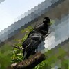 子カラス観察