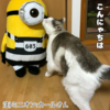 猫さんの欲しいもの