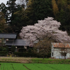 日常にある桜。