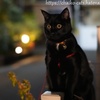 夜は分裂