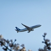 大阪国際空港の桜を見てきました｜Photo Record Vol.1｜RX100M5&RX100M6