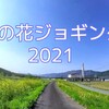 ジョギングで相川の菜の花を愛でる｜季節の花ランニング