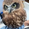 フクロウの日常生活チャンネルを紹介するにゃ 4