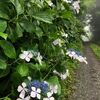 野生のガクアジサイ、絶賛開花中！