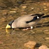 労働公園の野鳥を紹介（２０２０　０５１９）その２。