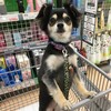 犬用トイレシーツ2社を比較してみた