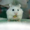 ロボロフスキーハムスター｜ペット小動物取扱店/山形県/尾花沢市
