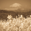 菜の花と富士山