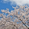 ◆'20/04/19   中山河川公園の桜Ⅱ