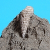 多摩川低地の化石