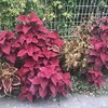 Coleus 