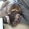 クッション代り？…２２日
