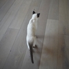 見目麗しコちゃんの巻