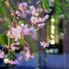 四月の桜とエイプリルフールの思い出。