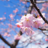 【フォトログ】現実逃避、大成功！(笑) 2025年 川津桜バスツアーへGO！