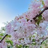 素人キャンプ　20230510 芦野公園キャンプ場