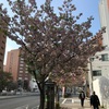 ＃国際通りの一葉桜